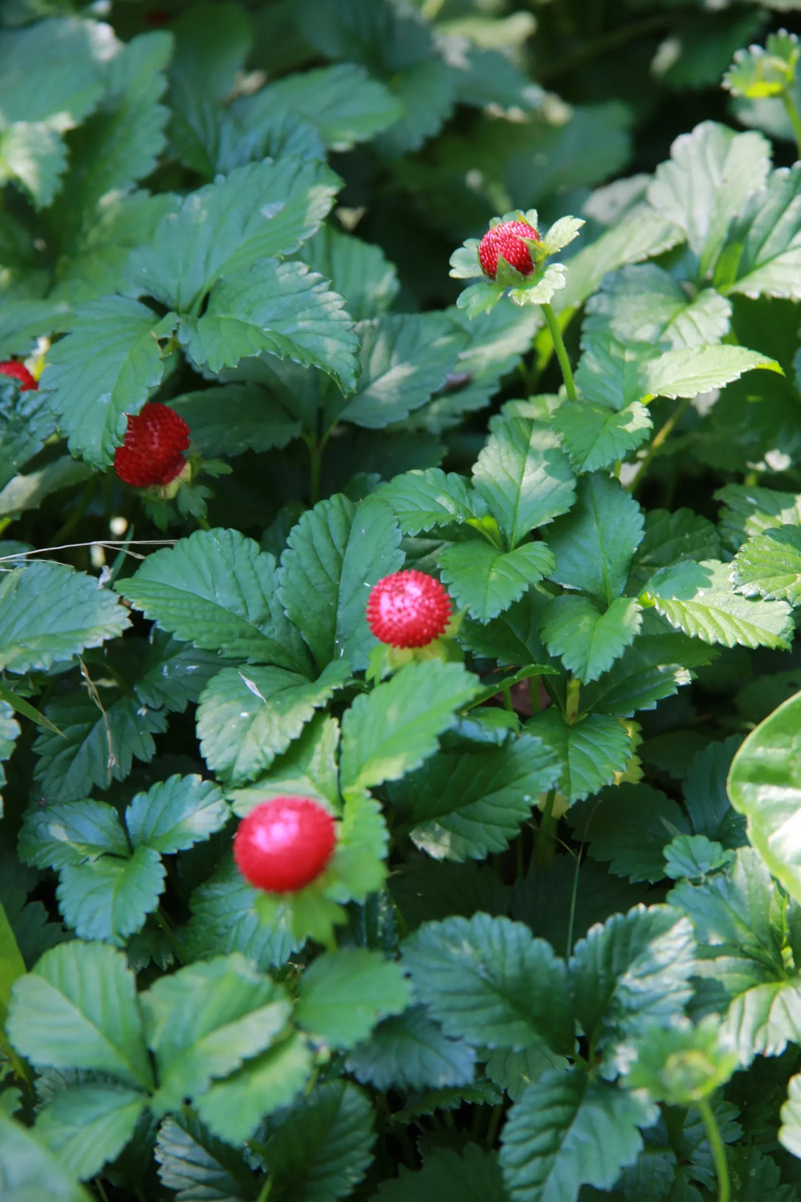 Indian Mock Strawberry (Duchesnea Indica) — with each leaflet typically reaching a length of 1 to 3 inches; although the berries resemble the, image 67