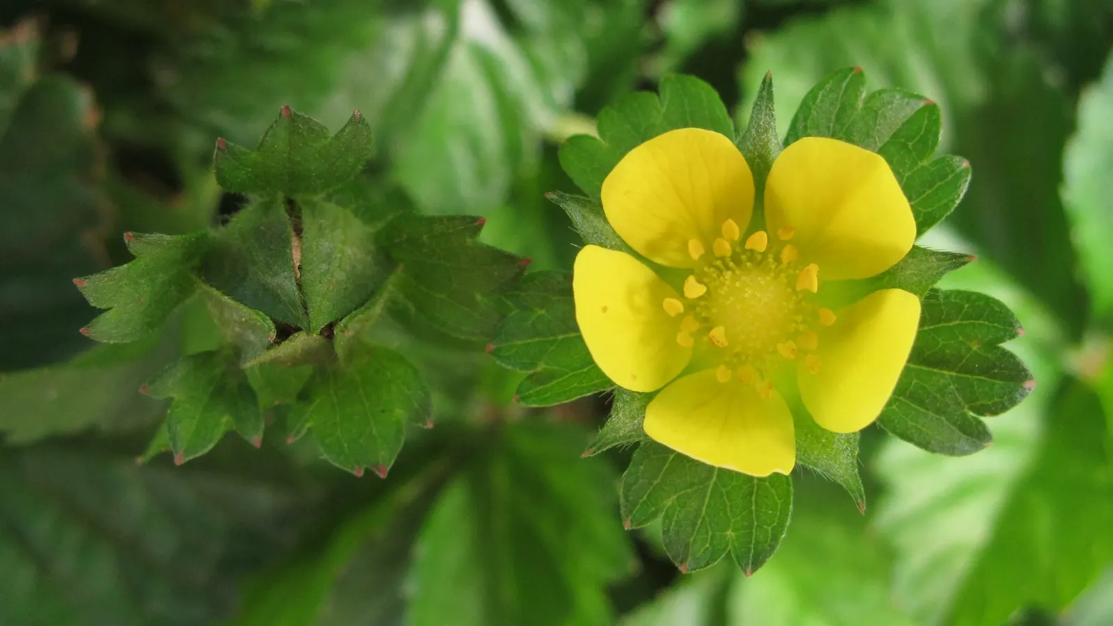 Indian Mock Strawberry (Duchesnea Indica) — ground cover / perennial for full or half or shade; their adaptability and low maintenance make them a, image 140