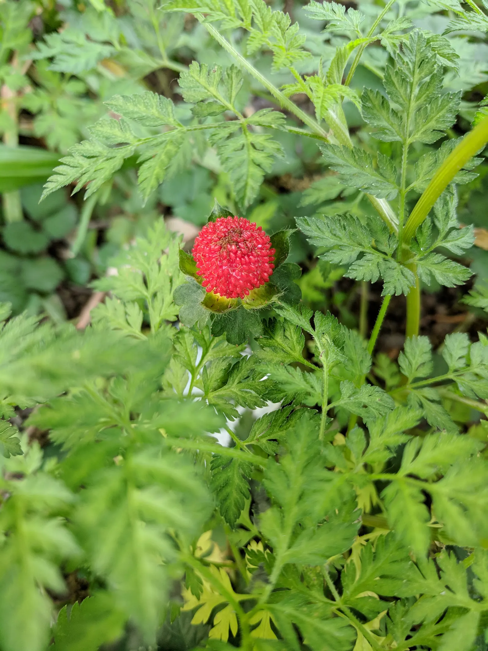 Indian Mock Strawberry (Duchesnea Indica) — Although the berries resemble the common strawberry; with each leaflet typically reaching a length of 1, image 74