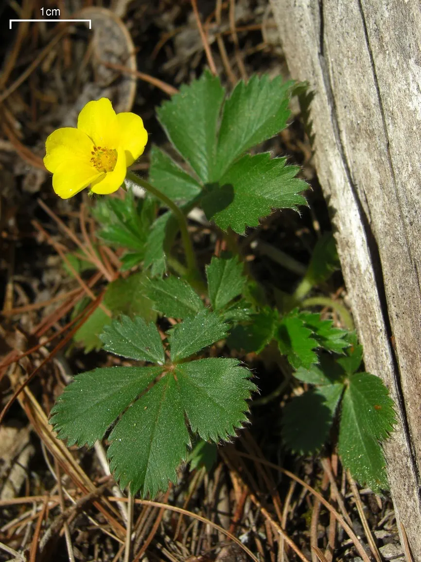 Indian Mock Strawberry (Duchesnea Indica) — with each leaflet typically reaching a length of 1 to 3 inches; although the berries resemble the common strawberry