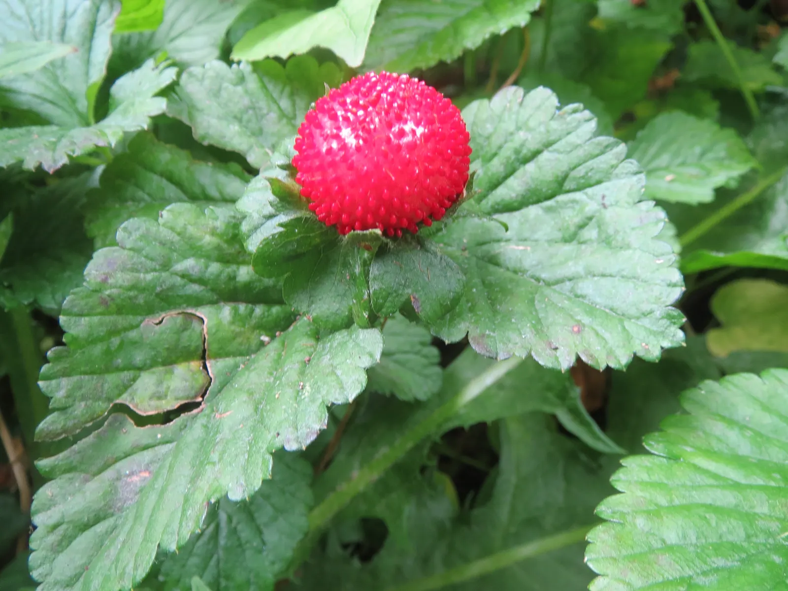Indian Mock Strawberry (Duchesnea Indica) — scientifically named Duchesnea indica; their adaptability and low maintenance make them a suitable, image 148