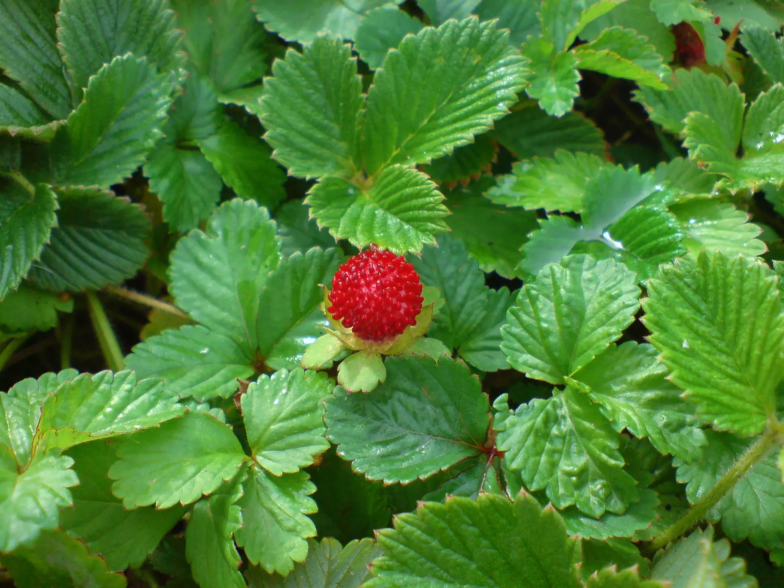 Indian Mock Strawberry (Duchesnea Indica) — is a fast-spreading ground cover with kidney-shaped leaves and yellow flowers; thriving in USDA zones, image 141