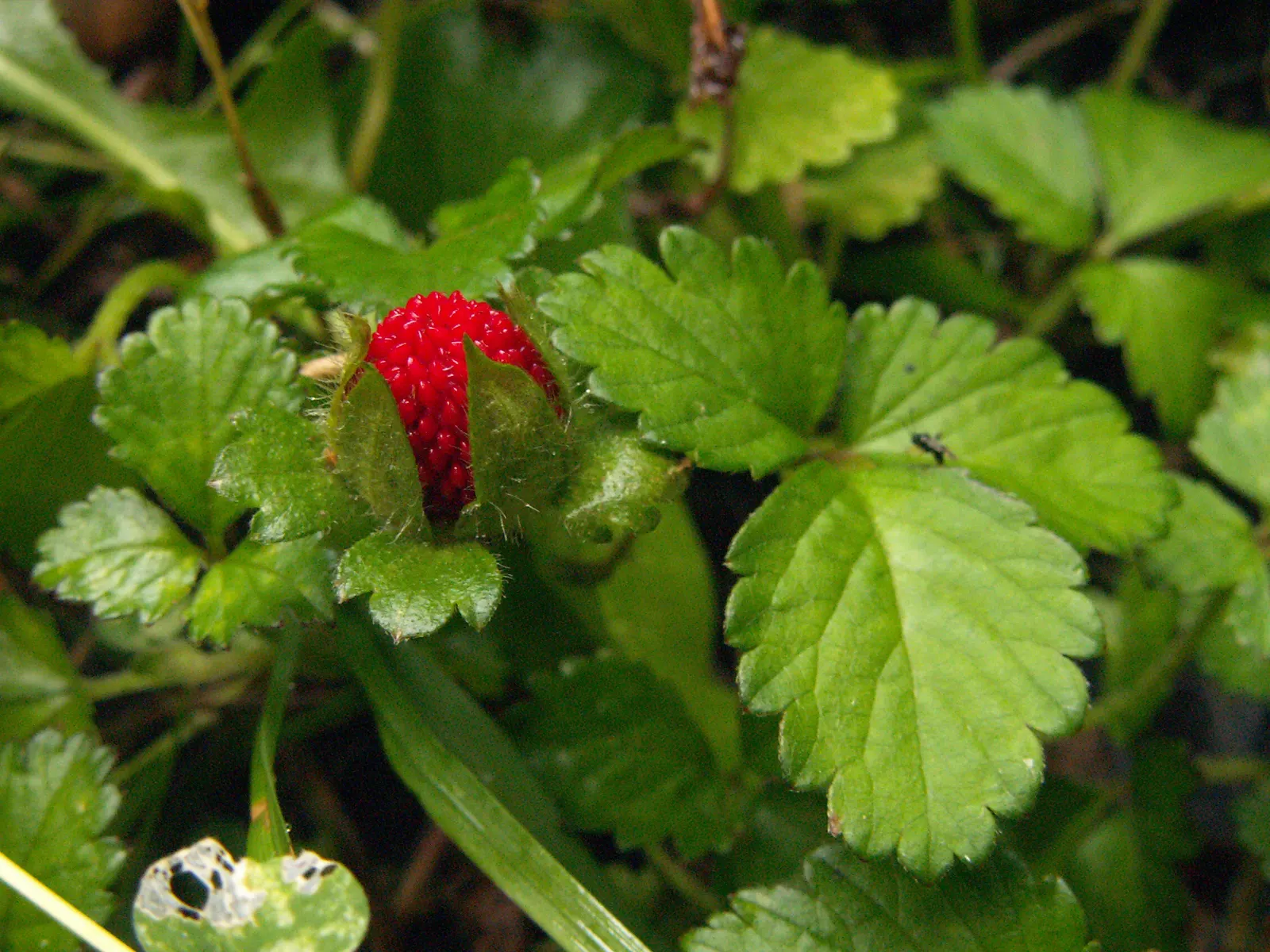 Indian Mock Strawberry (Duchesnea Indica) — The Indian Mock Strawberry flourishes in USDA hardiness zones 5 through 9; their adaptability and low, image 96