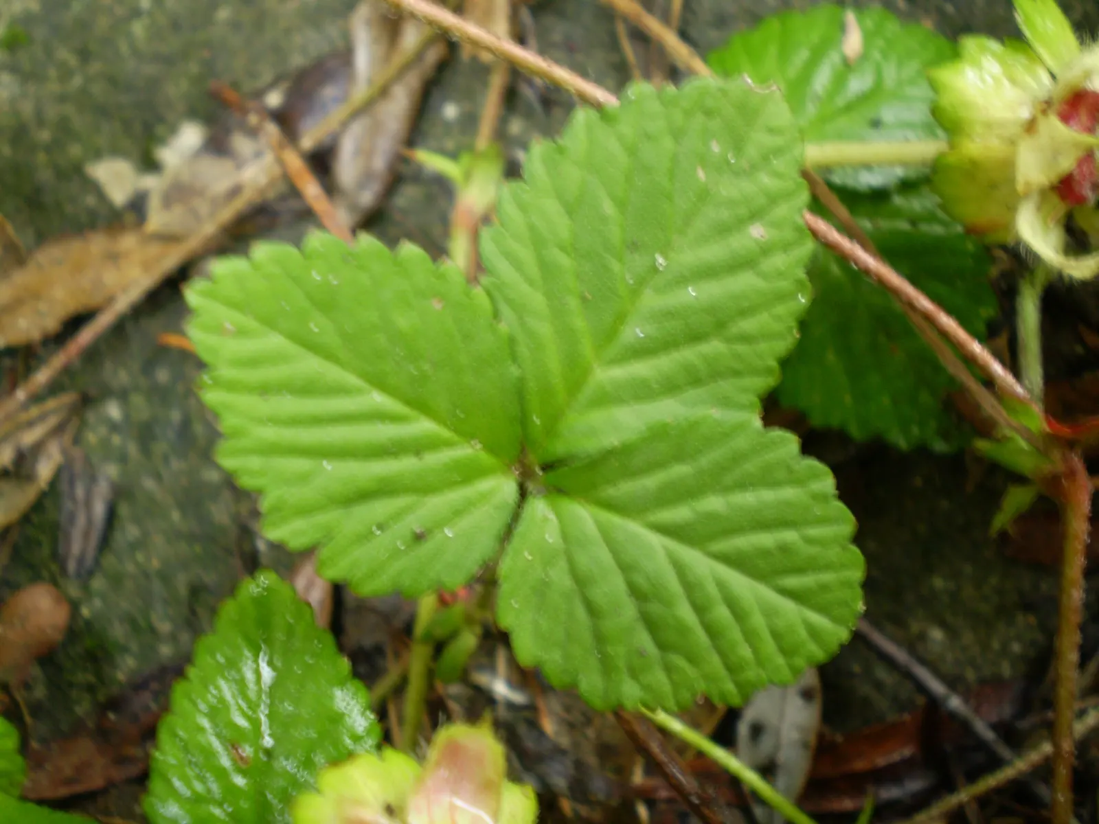 Indian Mock Strawberry (Duchesnea Indica) — The Indian Mock Strawberry flourishes in USDA hardiness zones 5 through 9; their adaptability and low, image 68