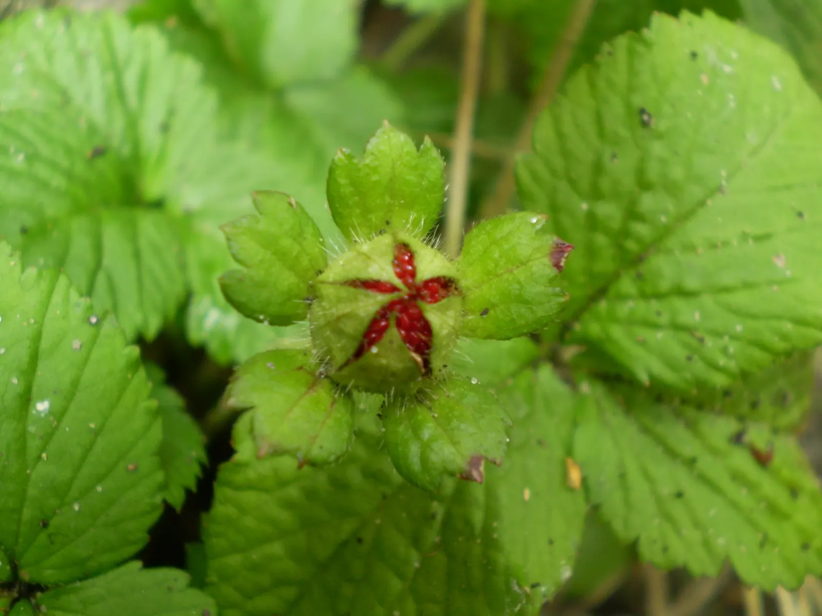 Indian Mock Strawberry (Duchesnea Indica) — Following these flowers, distinctive red berries emerge, reaching about half an inch in diameter, image 101