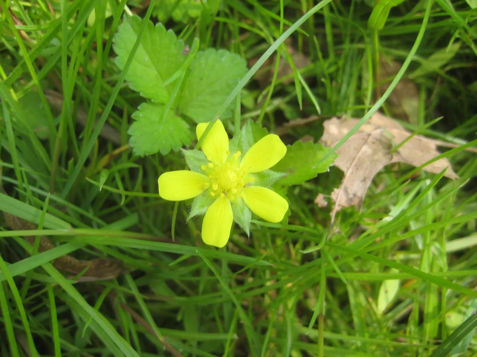 Indian Mock Strawberry (Duchesnea Indica) — Their adaptability and low maintenance make them a suitable choice for gardeners of all levels, image 109