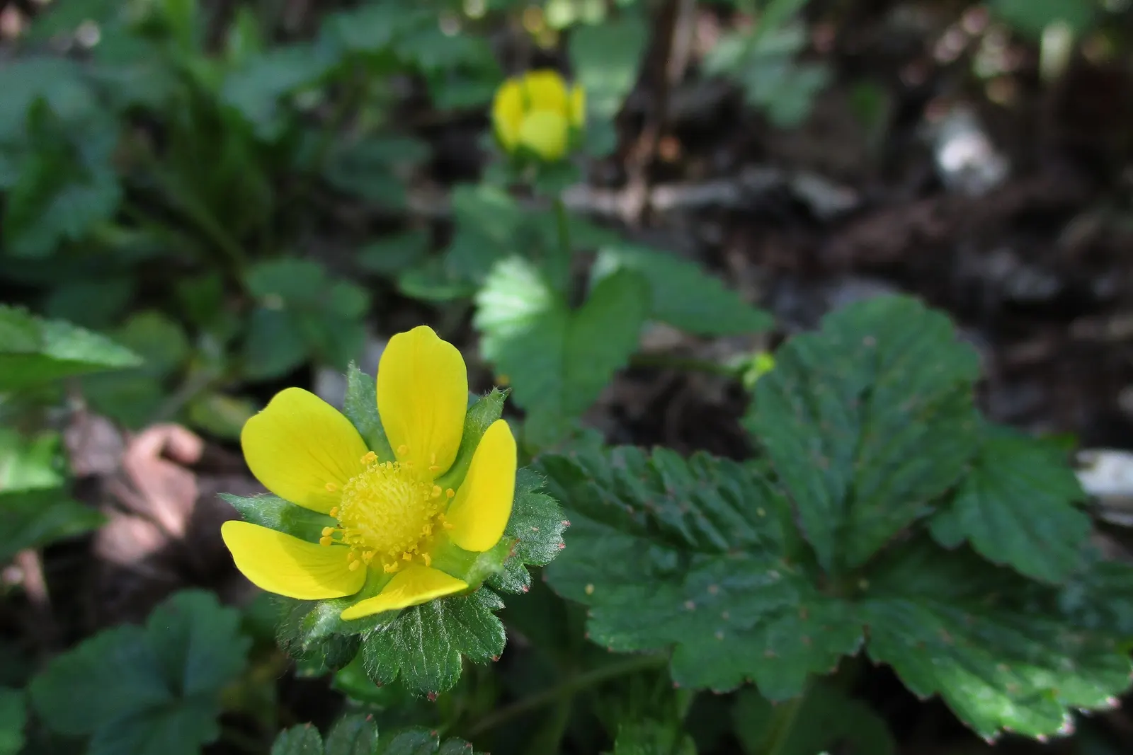 Indian Mock Strawberry (Duchesnea Indica) — is a fast-spreading ground cover with kidney-shaped leaves and yellow flowers; thriving in USDA zones 5-9
