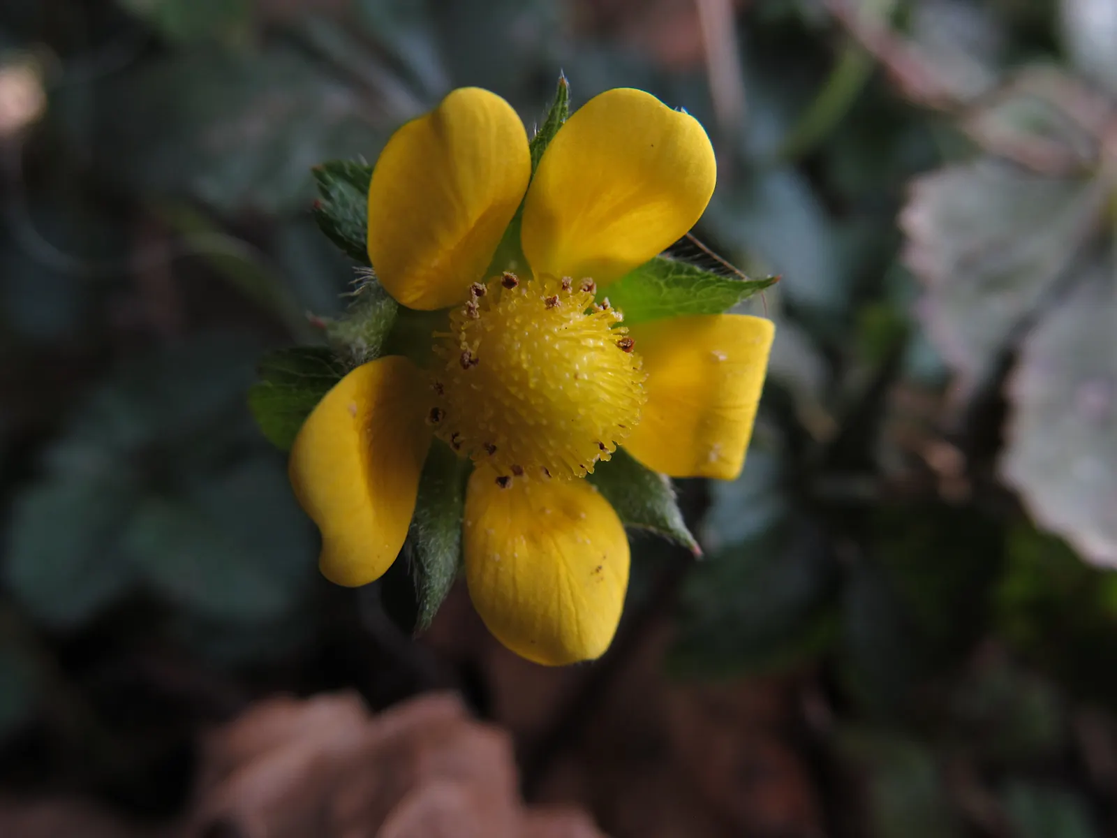Indian Mock Strawberry (Duchesnea Indica) — they are generally tasteless