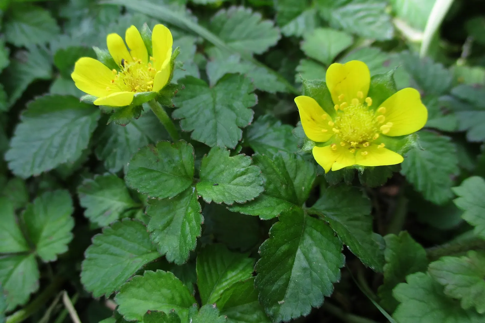 Indian Mock Strawberry (Duchesnea Indica) — it prefers partial to full sun and reaches about 3 inches in height; thriving in USDA zones 5-9, image 117