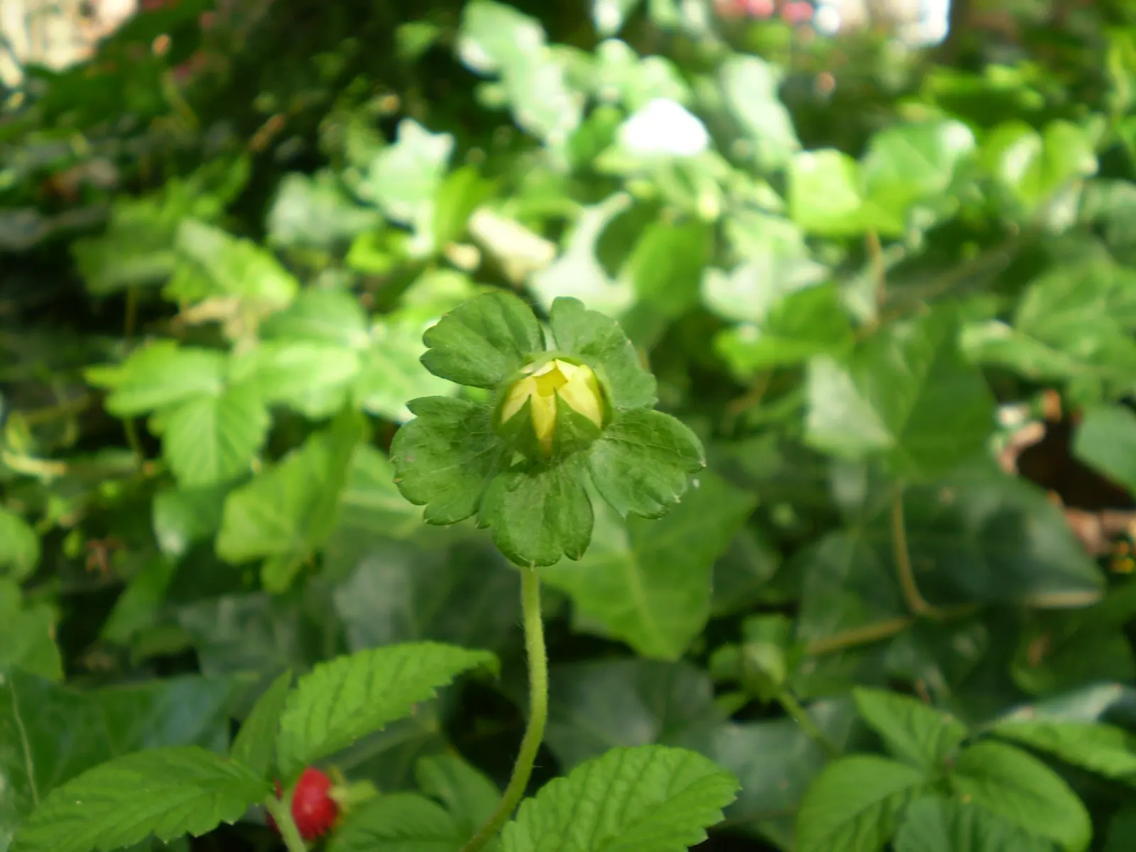 Indian Mock Strawberry (Duchesnea Indica) — Indian Mock Strawberries can spread quite prolifically; thriving in USDA zones 5-9, image 105