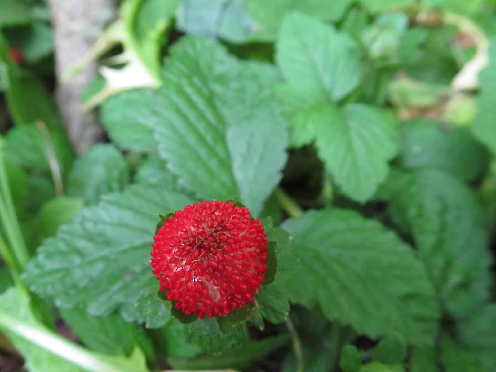 Indian Mock Strawberry (Duchesnea Indica) — This plant is an attractive filler, though not valued for its fruit