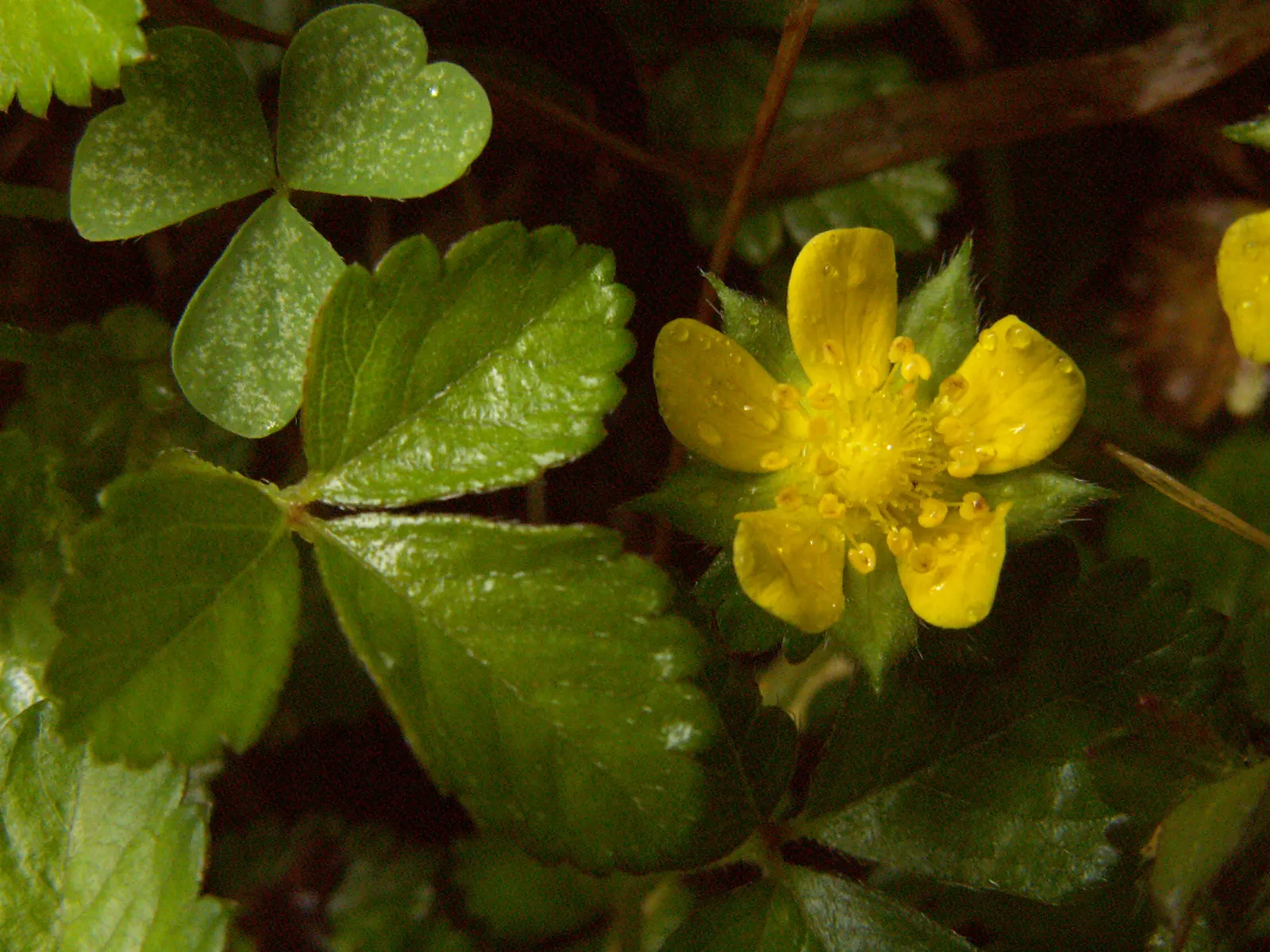 Indian Mock Strawberry (Duchesnea Indica) — they are generally tasteless; although the berries resemble the common strawberry