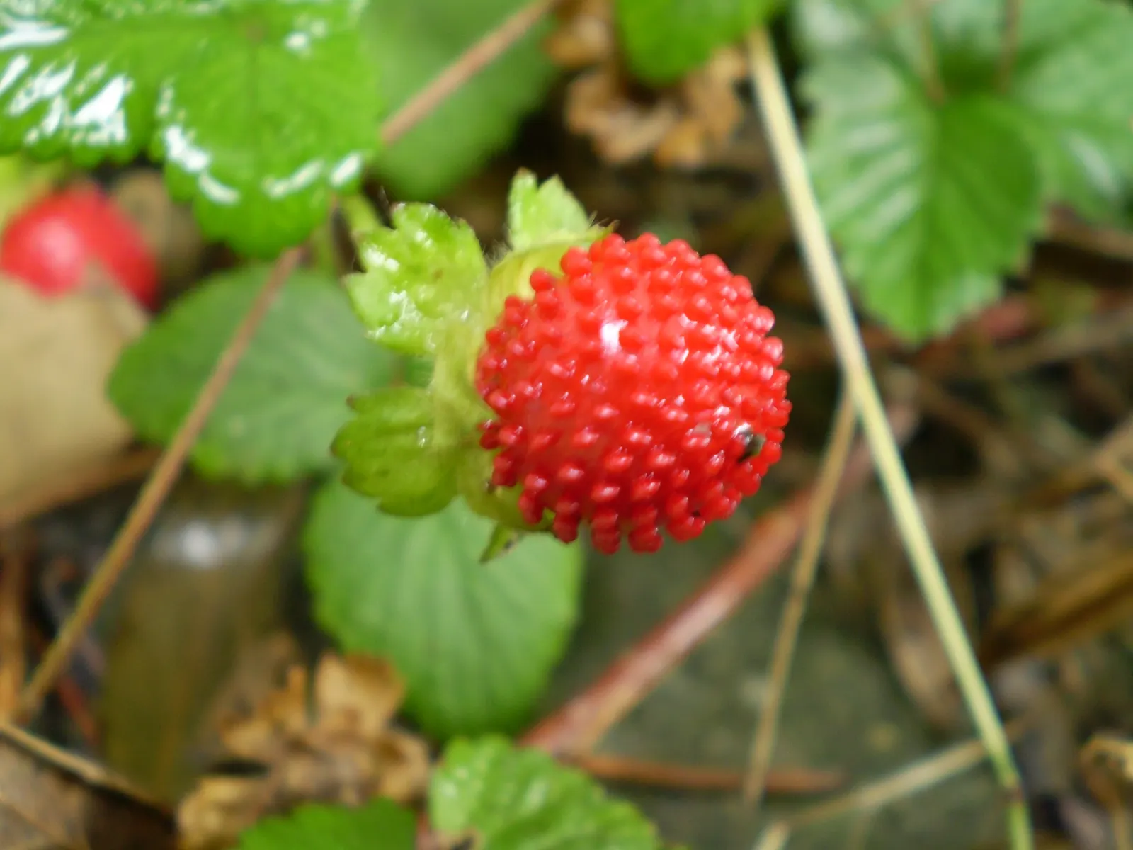 Indian Mock Strawberry (Duchesnea Indica) — while spreading up to 18 inches; with each leaflet typically reaching a length of 1 to 3 inches, image 118