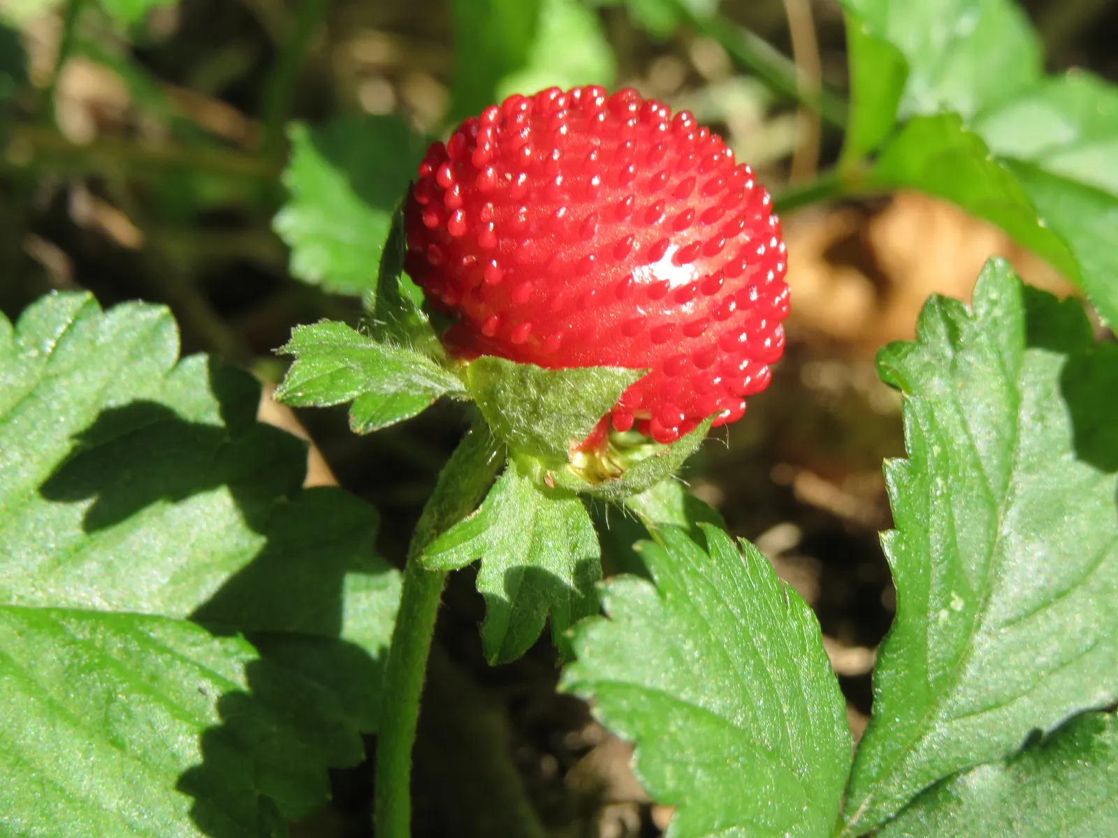 Indian Mock Strawberry (Duchesnea Indica) — which bloom from early spring until the fall