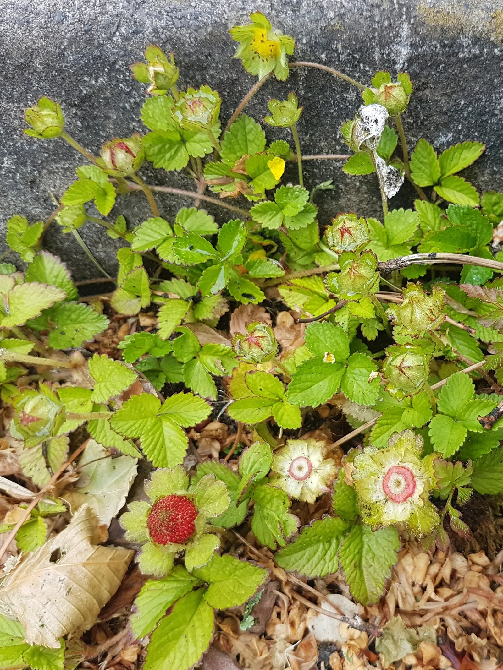 Indian Mock Strawberry (Duchesnea Indica) — The Indian Mock Strawberry flourishes in USDA hardiness zones 5 through 9
