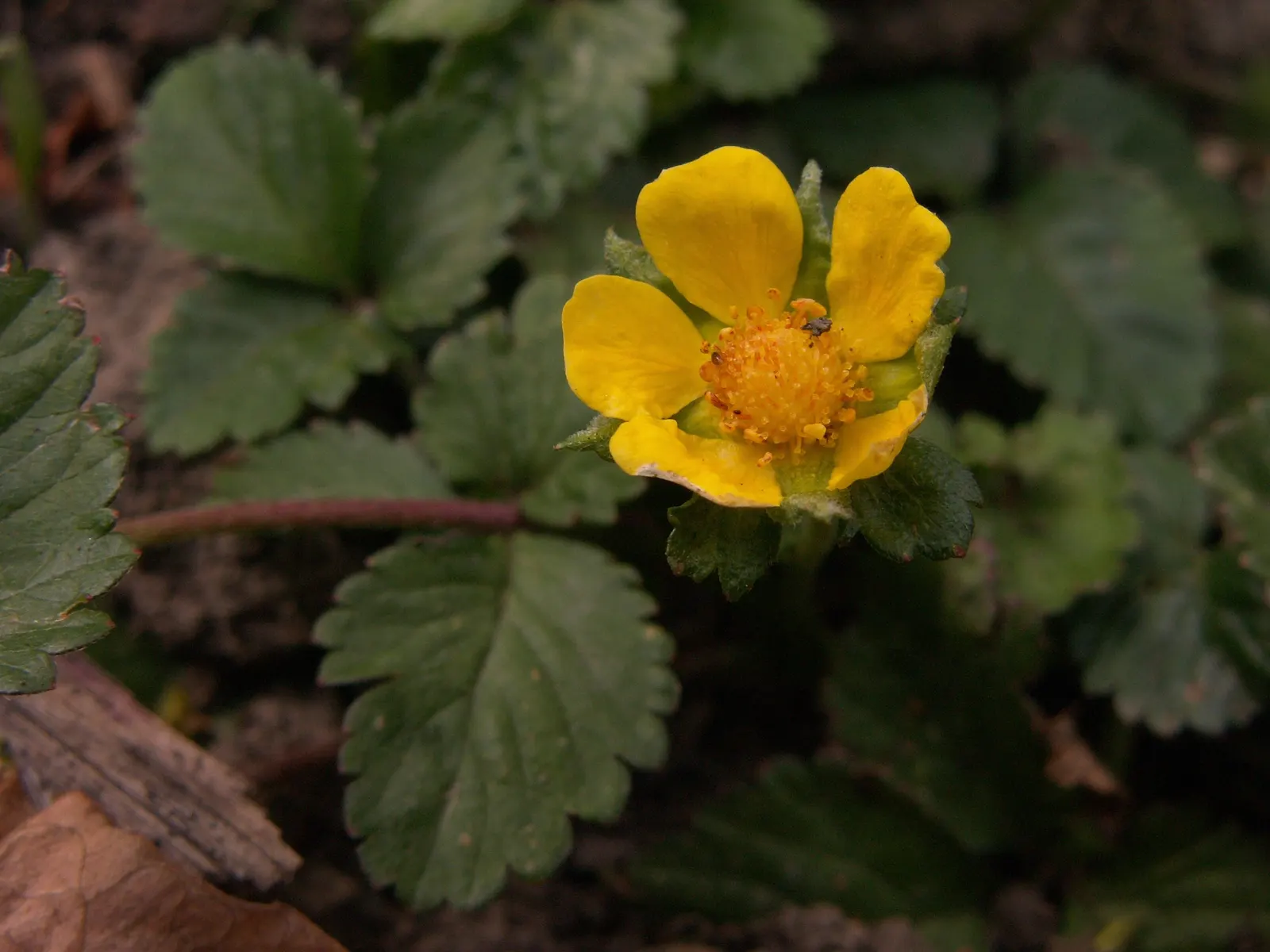 Indian Mock Strawberry (Duchesnea Indica) — It dons a striking resemblance to the common strawberry; with each leaflet typically reaching a length, image 66