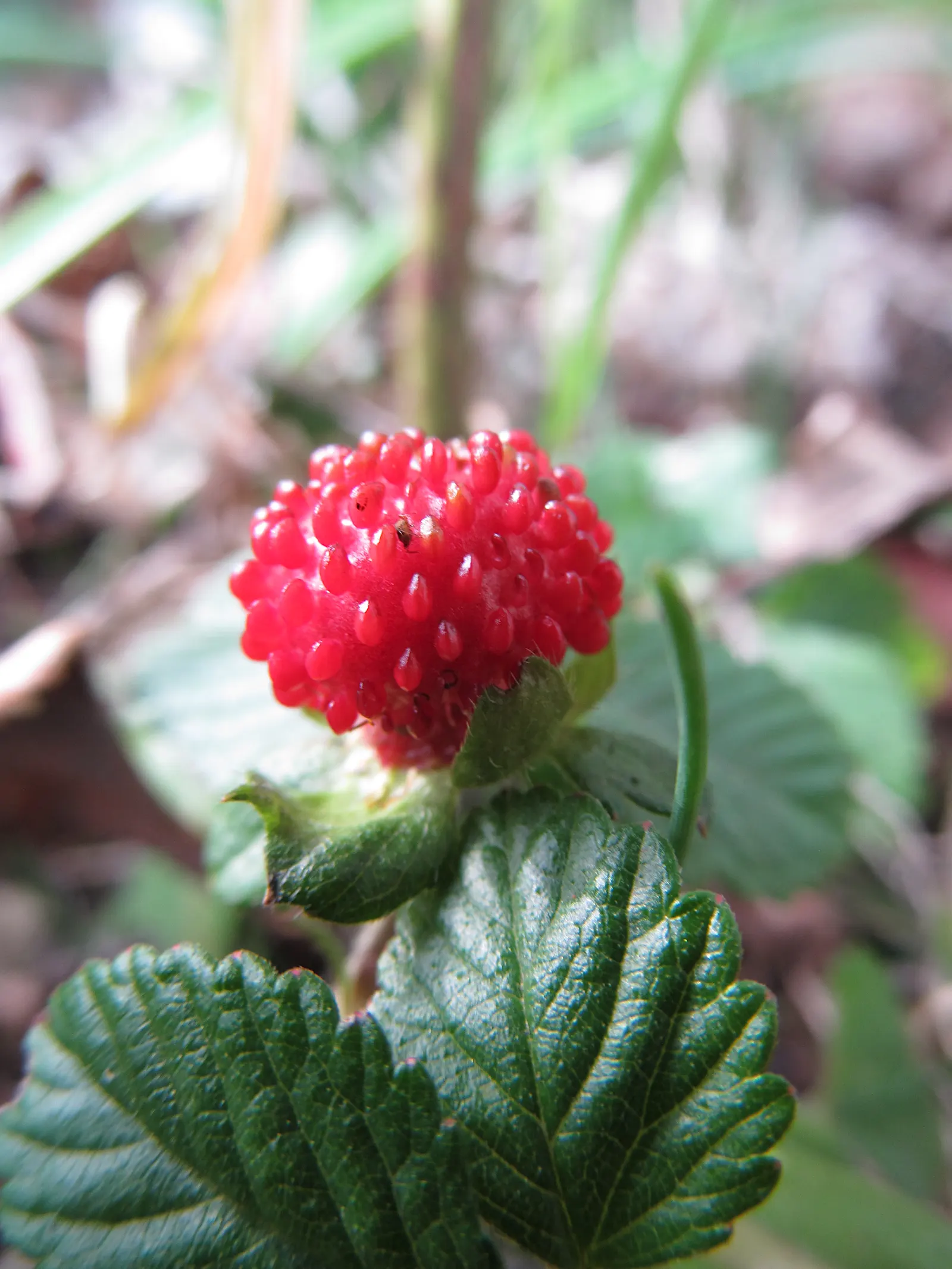 Indian Mock Strawberry (Duchesnea Indica) — with each leaflet typically reaching a length of 1 to 3 inches