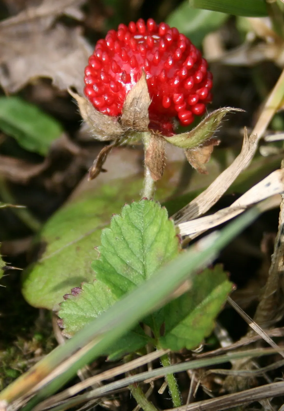 Indian Mock Strawberry (Duchesnea Indica) — Indian Mock Strawberries can spread quite prolifically
