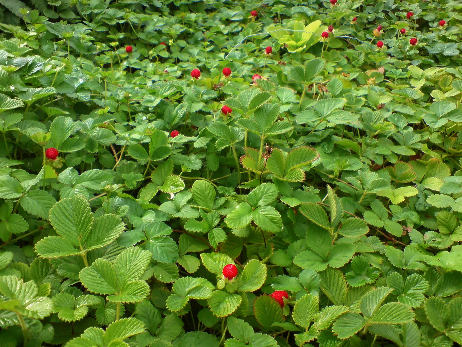 Indian Mock Strawberry (Duchesnea Indica) — and are often left untouched by wildlife.<br><br>Reaching only about 3 inches in height; their, image 132