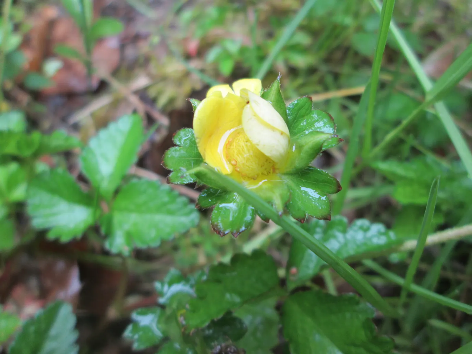 Indian Mock Strawberry (Duchesnea Indica) — is a ground-cover plant native to South and East Asia but has successfully naturalized in many other, image 121