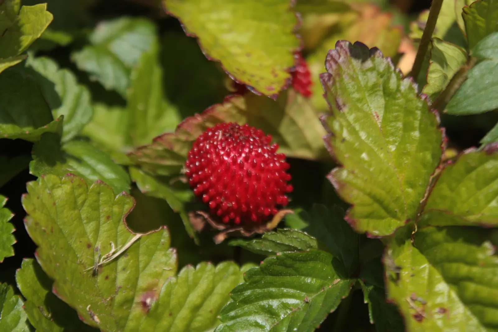 Indian Mock Strawberry (Duchesnea Indica) — it prefers partial to full sun and reaches about 3 inches in height