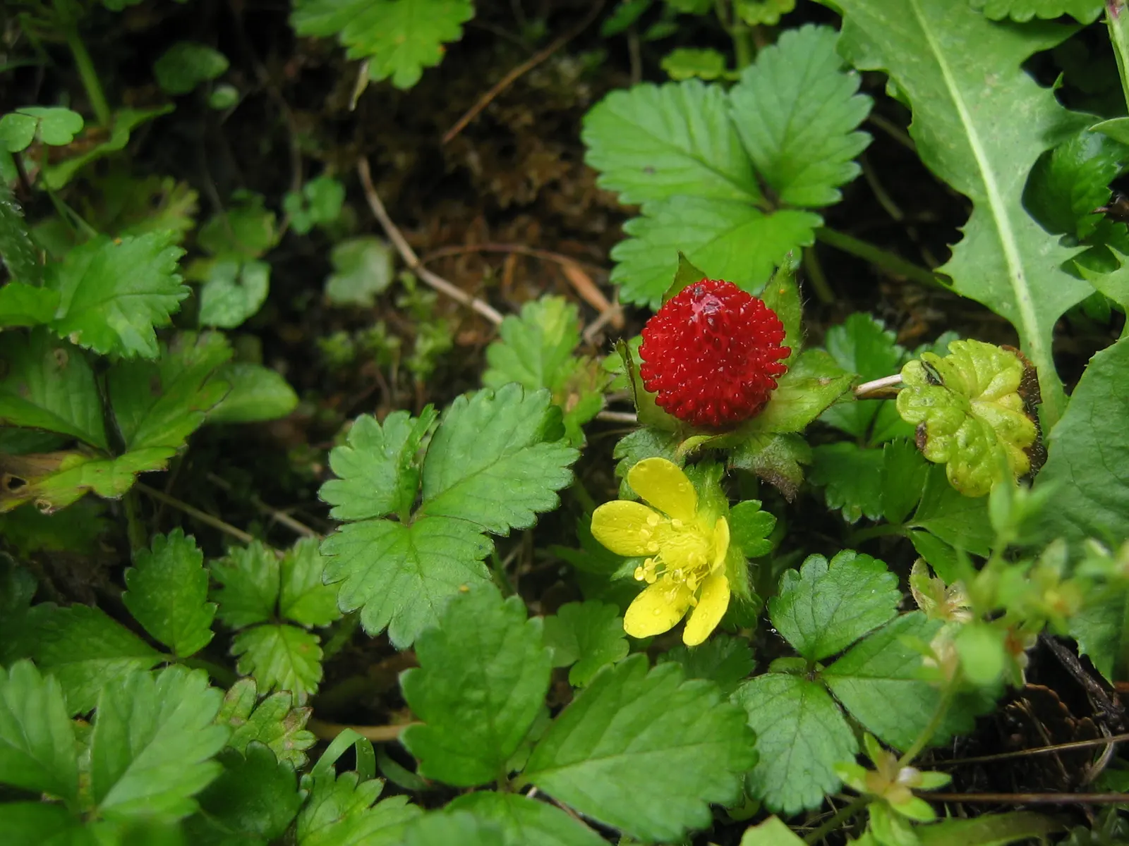 Indian Mock Strawberry (Duchesnea Indica) — yellow flowers in the garden; with each leaflet typically reaching a length of 1 to 3 inches, image 110