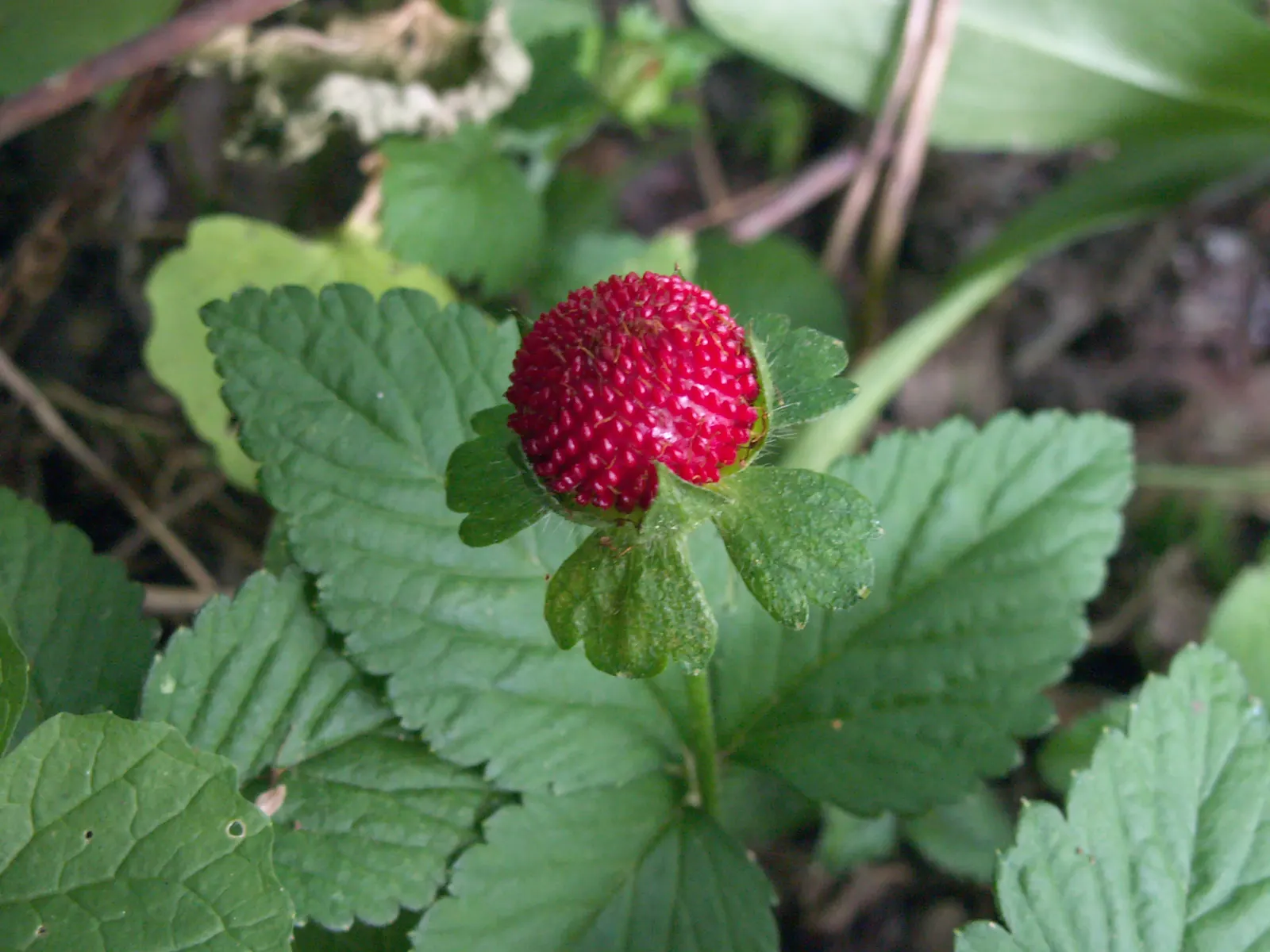 Indian Mock Strawberry (Duchesnea Indica) — Following these flowers, distinctive red berries emerge, reaching about half an inch in diameter; thriving in USDA