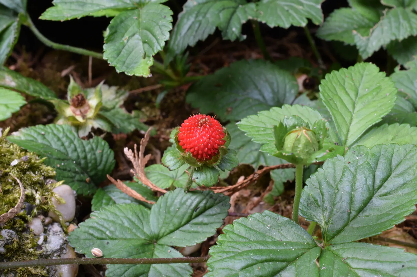 Indian Mock Strawberry (Duchesnea Indica) — scientifically named Duchesnea indica