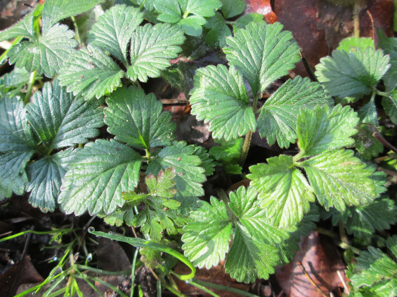 Indian Mock Strawberry (Duchesnea Indica) — extending up to 18 inches wide; with each leaflet typically reaching a length of 1 to 3 inches, image 134