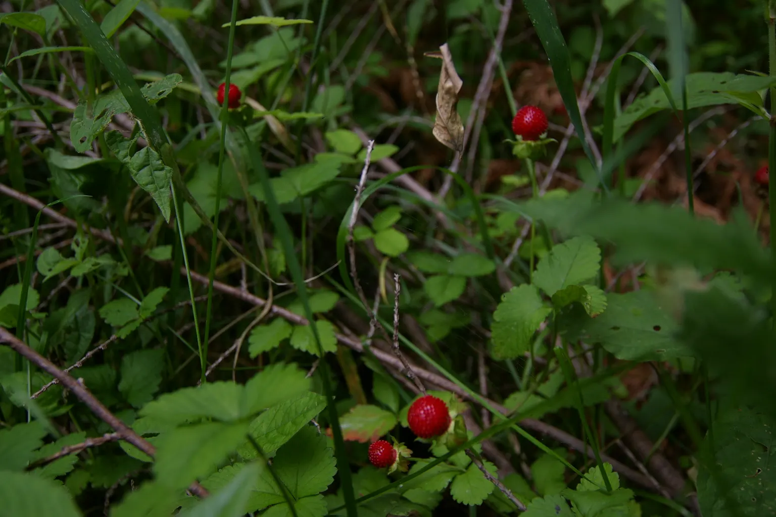 Indian Mock Strawberry (Duchesnea Indica) — extending up to 18 inches wide