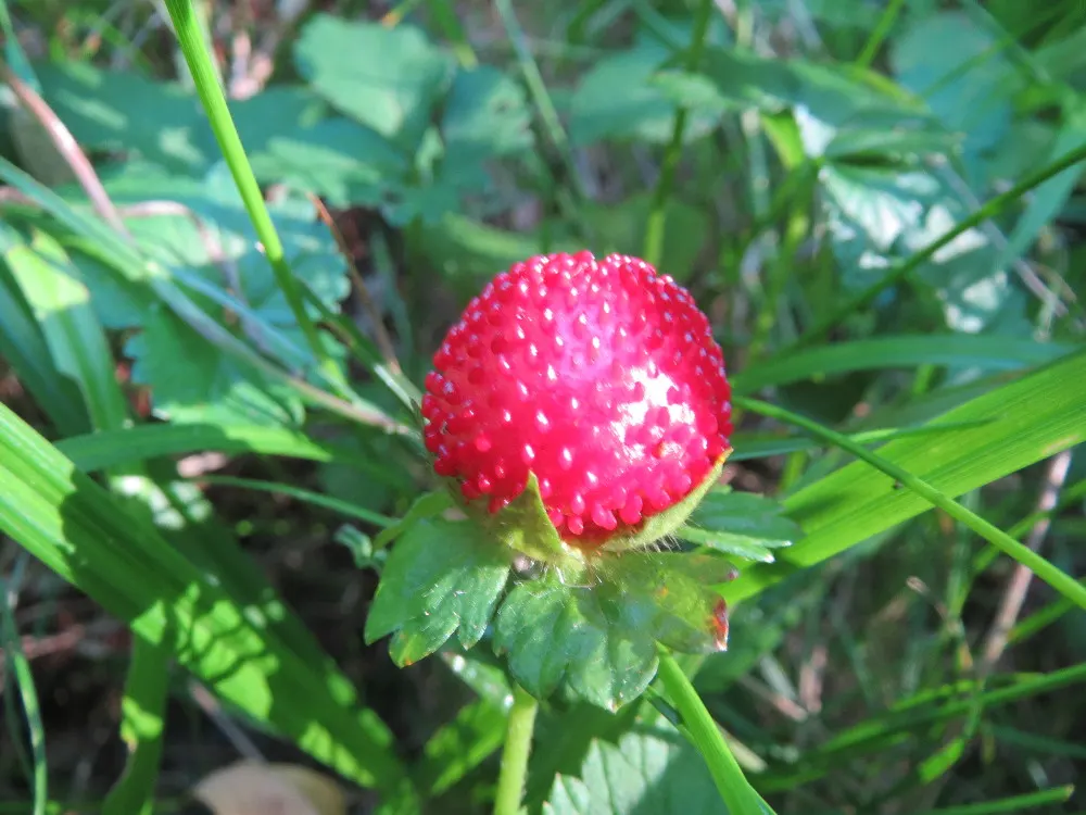 Indian Mock Strawberry (Duchesnea Indica) — and are often left untouched by wildlife.<br><br>Reaching only about 3 inches in height; their, image 104