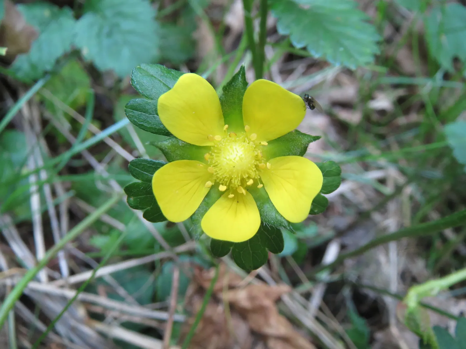 Indian Mock Strawberry (Duchesnea Indica) — which bloom from early spring until the fall; although the berries resemble the common strawberry, image 99
