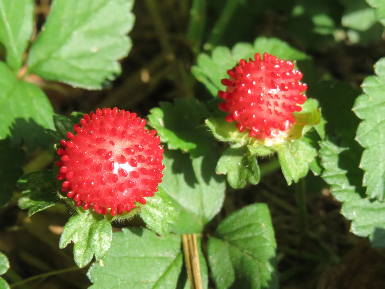 Indian Mock Strawberry (Duchesnea Indica) — and are often left untouched by wildlife.<br><br>Reaching only about 3 inches in height