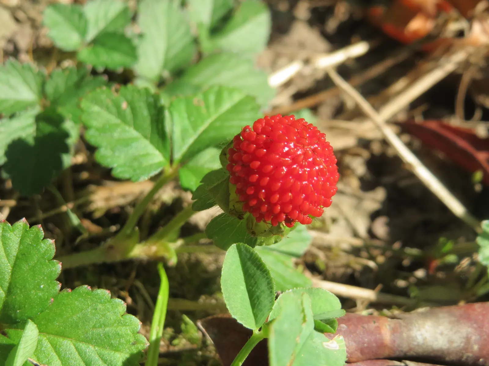 Indian Mock Strawberry (Duchesnea Indica) — typically around 0.5 inch in diameter; although the berries resemble the common strawberry, image 87