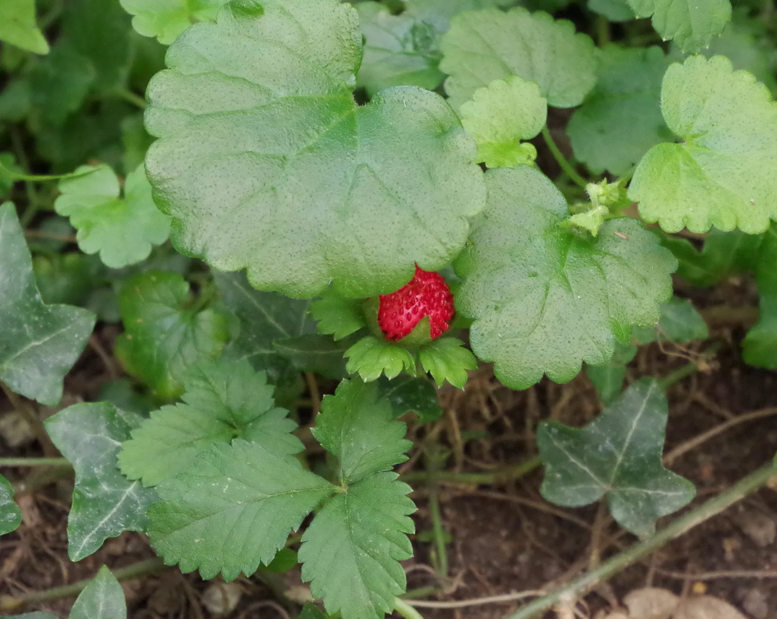 Indian Mock Strawberry (Duchesnea Indica) — This makes them an ideal candidate for ground cover; although the berries resemble the common strawberry, image 79