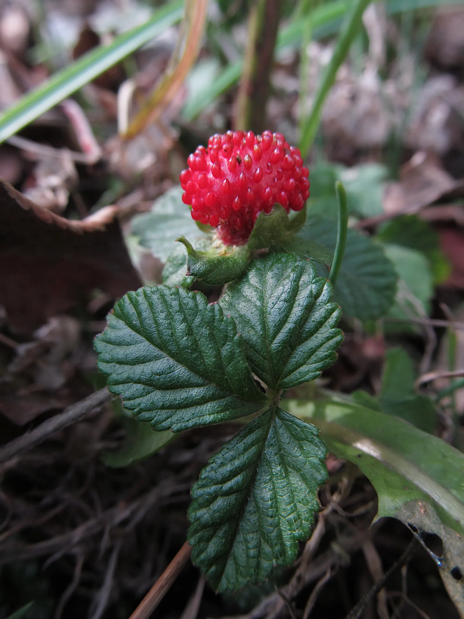 Indian Mock Strawberry (Duchesnea Indica) — with each leaflet typically reaching a length of 1 to 3 inches; although the berries resemble the, image 123