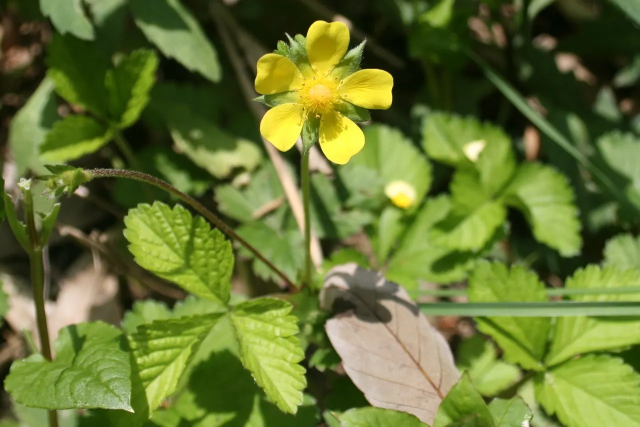 Indian Mock Strawberry (Duchesnea Indica) — This plant is an attractive filler, though not valued for its fruit; although the berries resemble the common