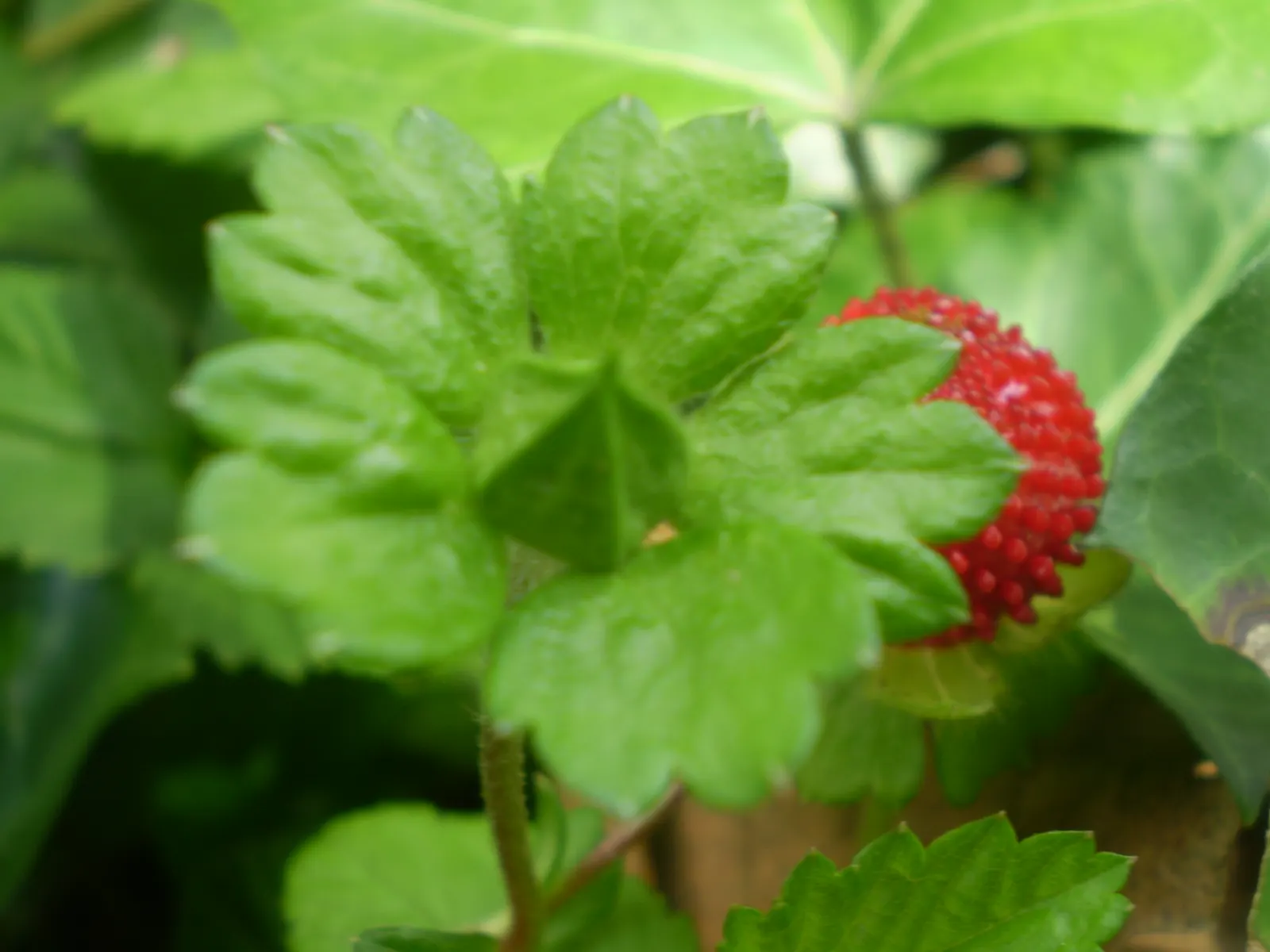 Indian Mock Strawberry (Duchesnea Indica) — It produces small red fruits resembling true strawberries; with each leaflet typically reaching a, image 86