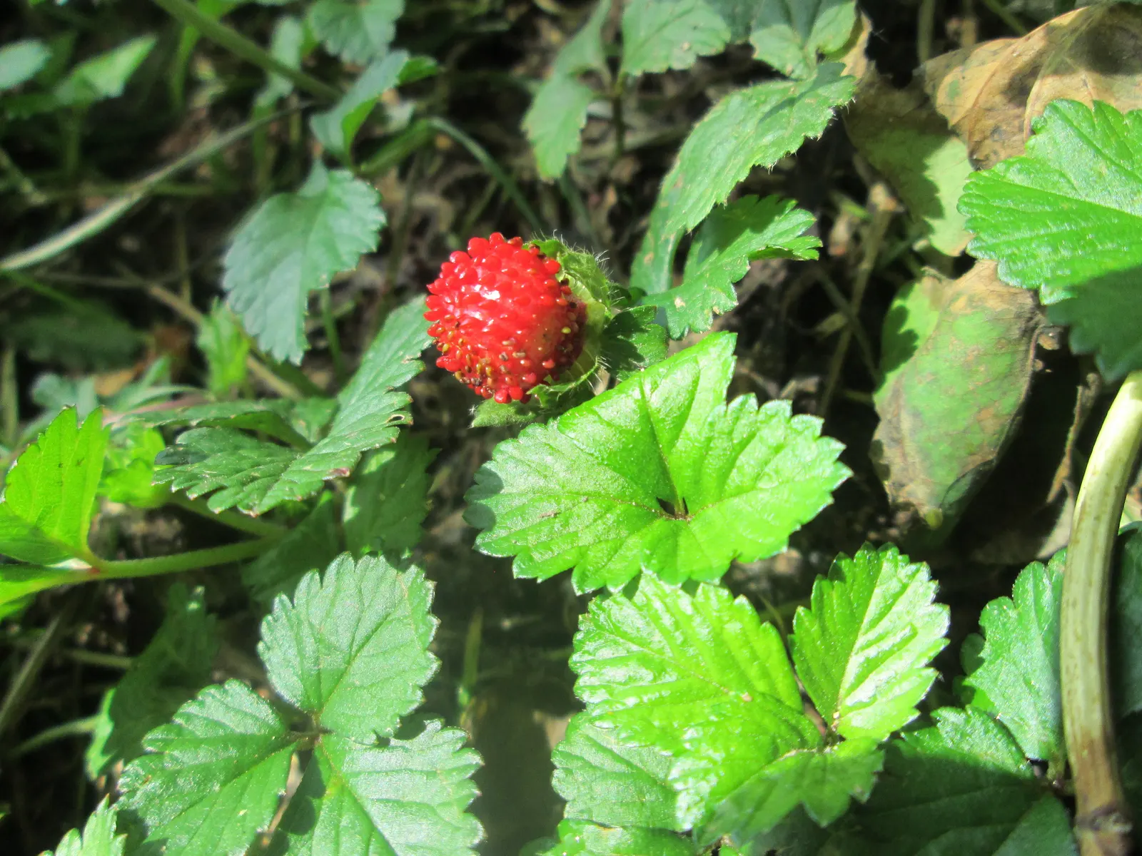Indian Mock Strawberry (Duchesnea Indica) — ground cover / perennial for full or half or shade; their adaptability and low maintenance make them a, image 112