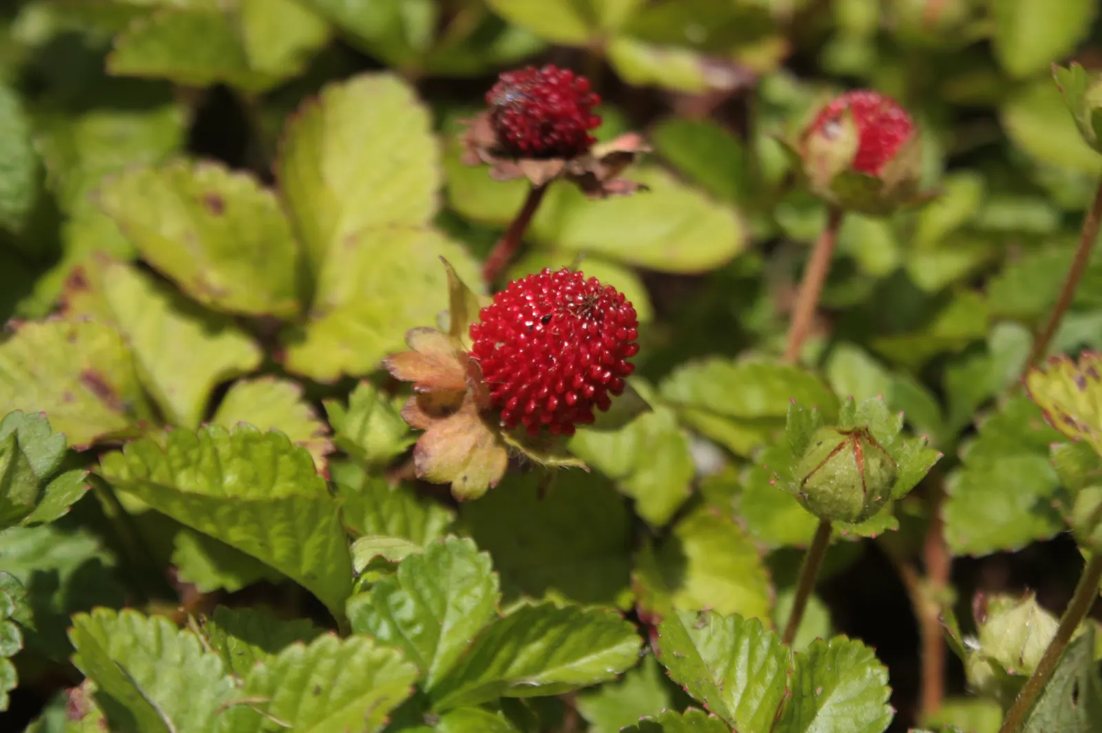 Indian Mock Strawberry (Duchesnea Indica) — Thriving in USDA zones 5-9; their adaptability and low maintenance make them a suitable choice for, image 60