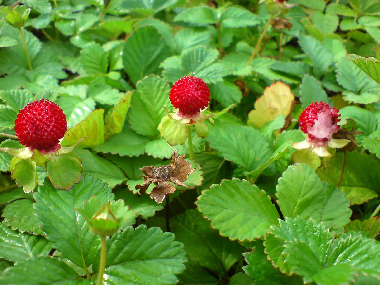 Indian Mock Strawberry (Duchesnea Indica) — It dons a striking resemblance to the common strawberry; with each leaflet typically reaching a length, image 122