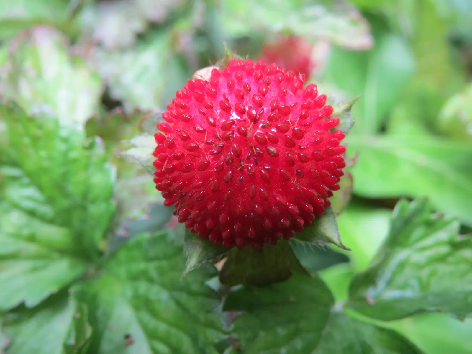 Indian Mock Strawberry (Duchesnea Indica) — The Indian Mock Strawberry flourishes in USDA hardiness zones 5 through 9; their adaptability and low maintenance