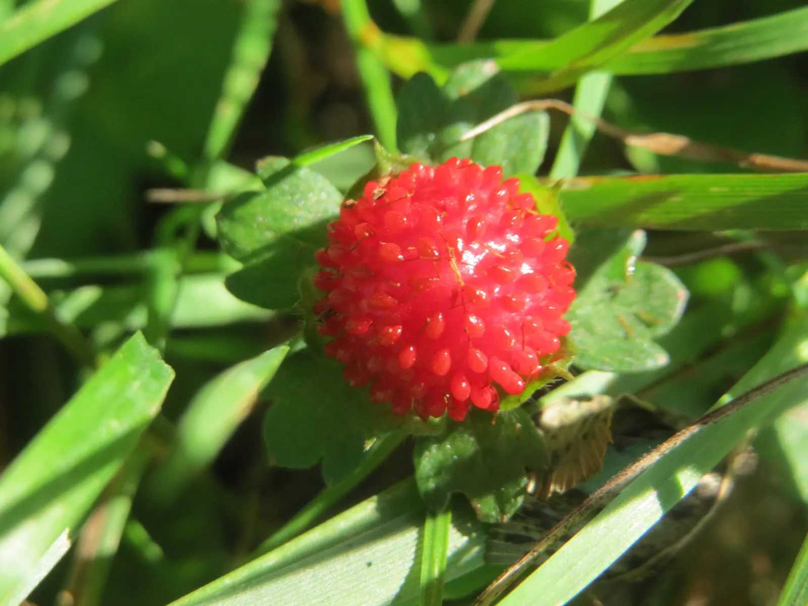 Indian Mock Strawberry (Duchesnea Indica) — about half an inch across; with each leaflet typically reaching a length of 1 to 3 inches, image 70