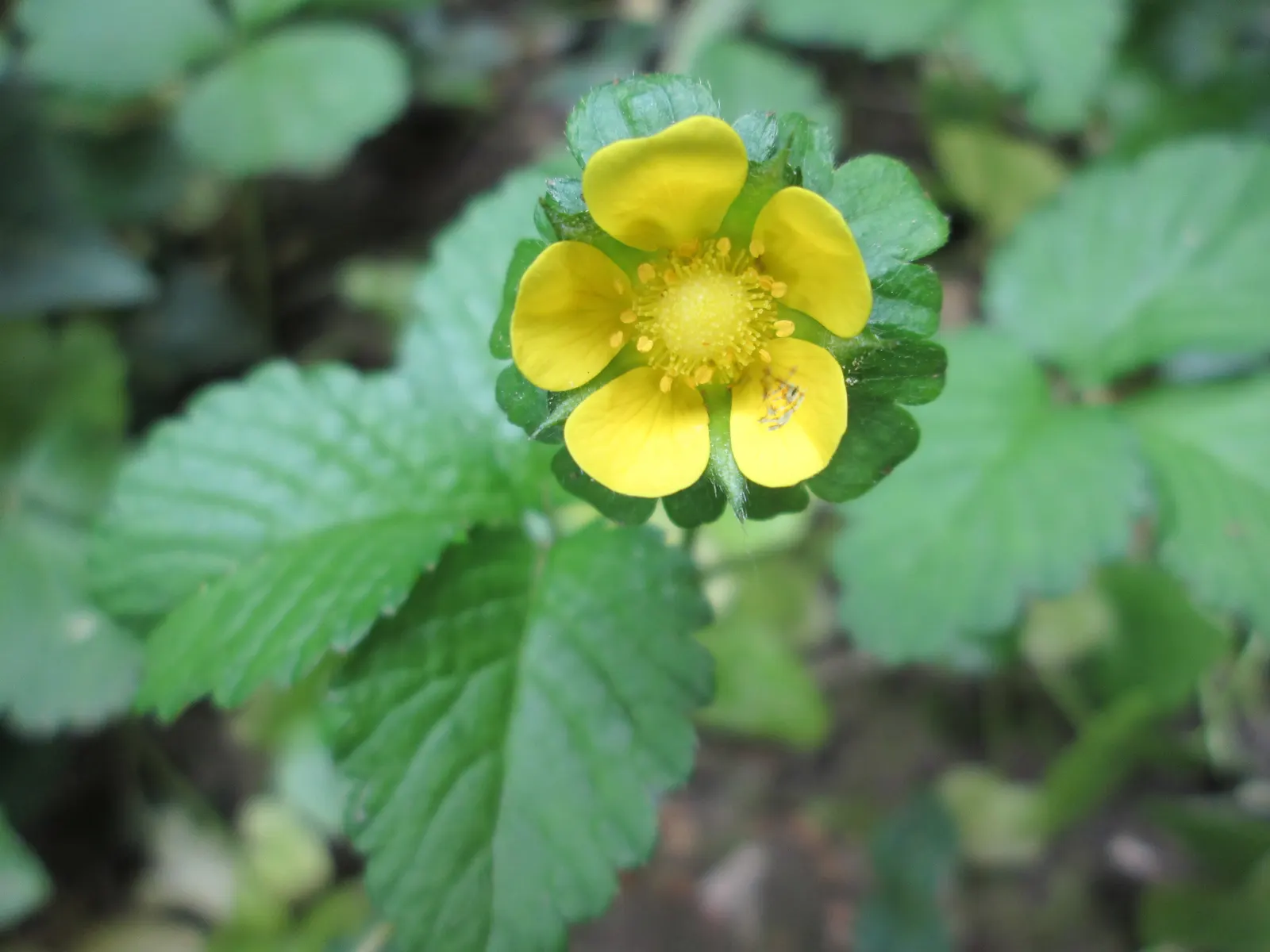 Indian Mock Strawberry (Duchesnea Indica) — Following these flowers, distinctive red berries emerge, reaching about half an inch in diameter, image 129