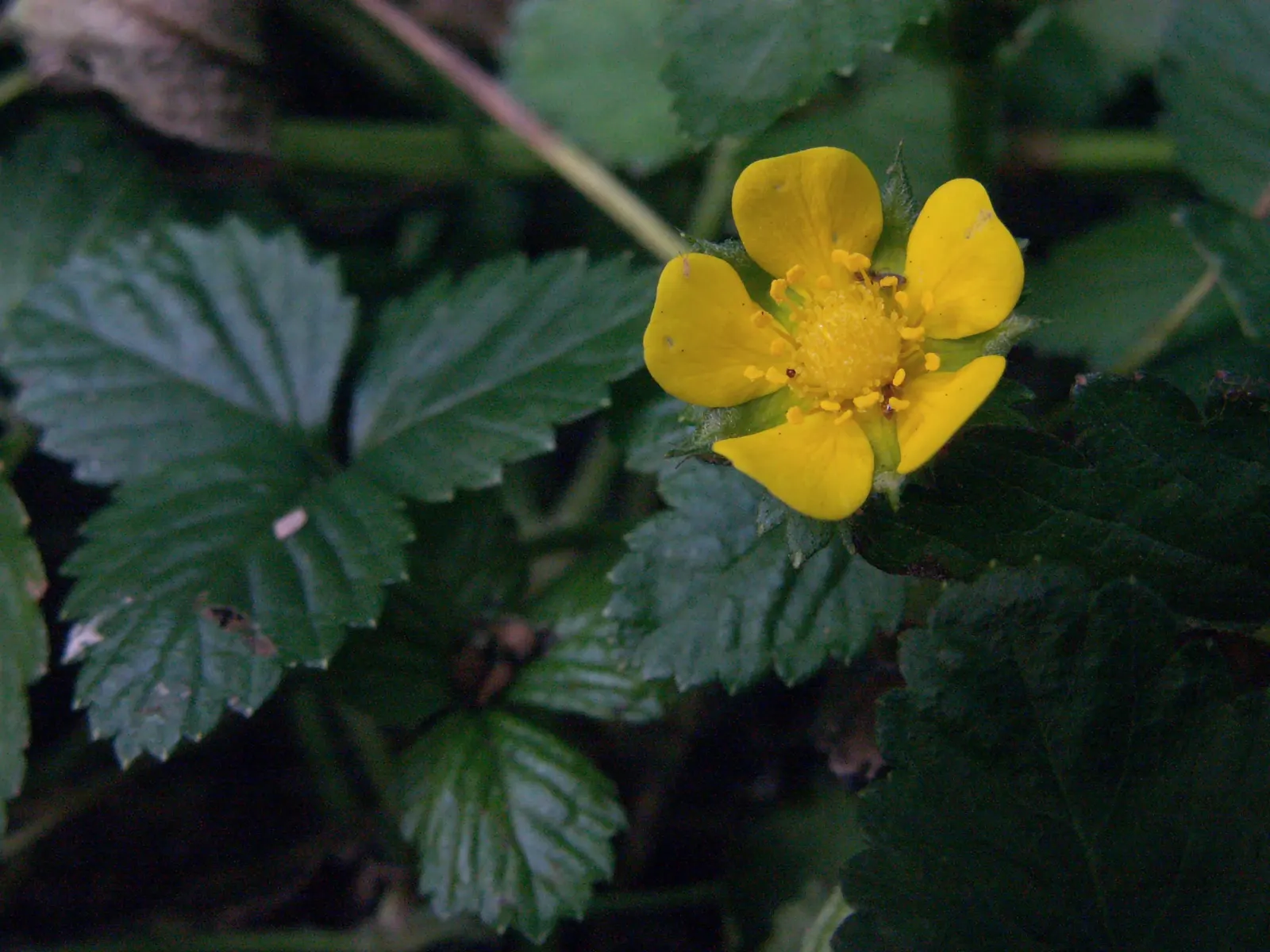 Indian Mock Strawberry (Duchesnea Indica) — it prefers partial to full sun and reaches about 3 inches in height; thriving in USDA zones 5-9, image 145