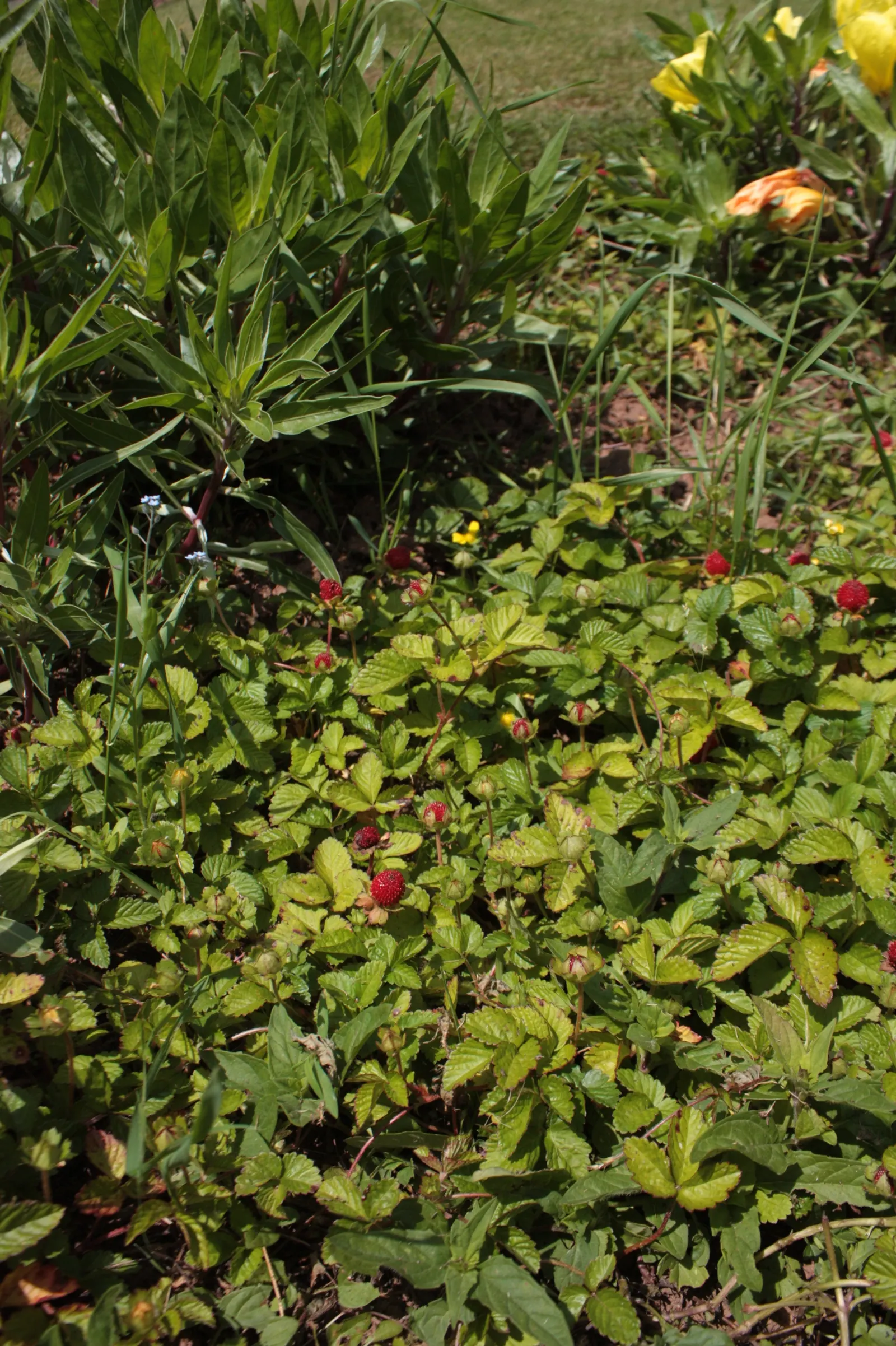 Indian Mock Strawberry (Duchesnea Indica) — yellow flowers in the garden; with each leaflet typically reaching a length of 1 to 3 inches