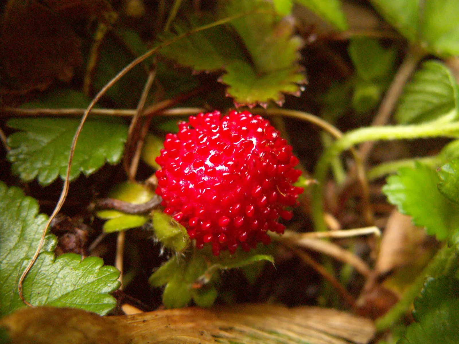 Indian Mock Strawberry (Duchesnea Indica) — which bloom from early spring until the fall; although the berries resemble the common strawberry