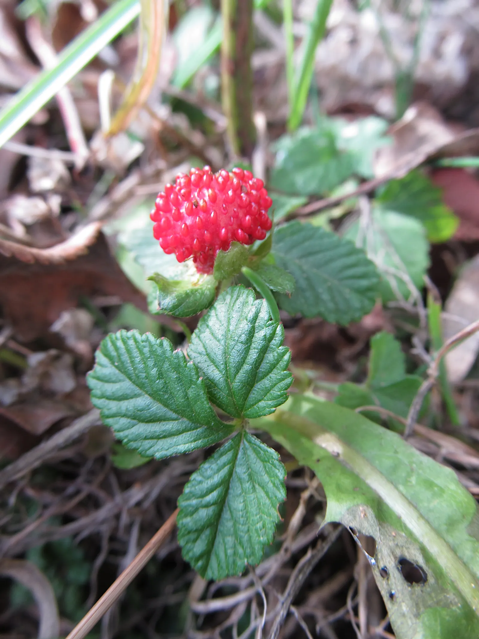 Indian Mock Strawberry (Duchesnea Indica) — Their adaptability and low maintenance make them a suitable choice for gardeners of all levels; thriving in USDA