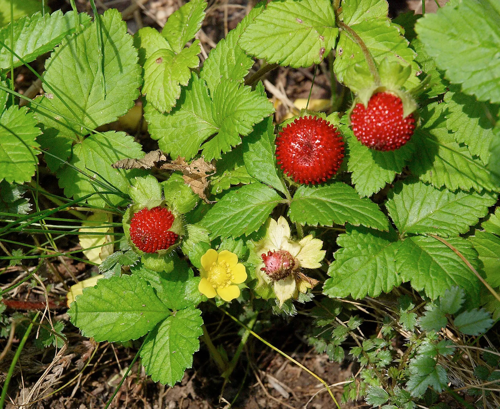 Indian Mock Strawberry (Duchesnea Indica) — filling spaces between stepping stones or cascading over retaining walls in a landscape design; their, image 80