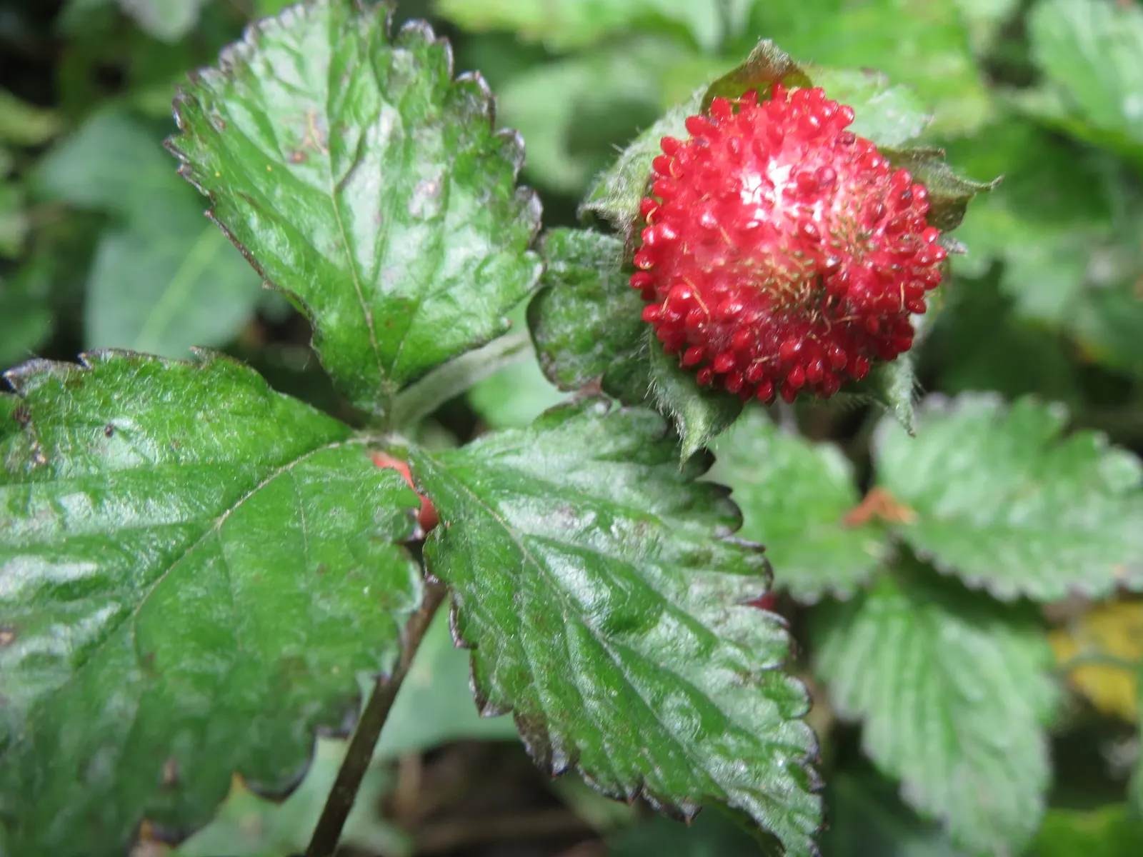 Indian Mock Strawberry (Duchesnea Indica) — It produces small red fruits resembling true strawberries; with each leaflet typically reaching a length of 1 to 3